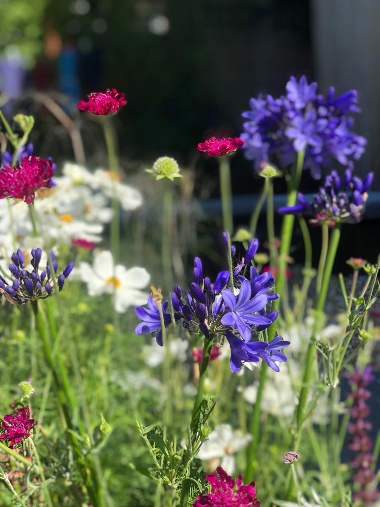 A richly planted garden border
