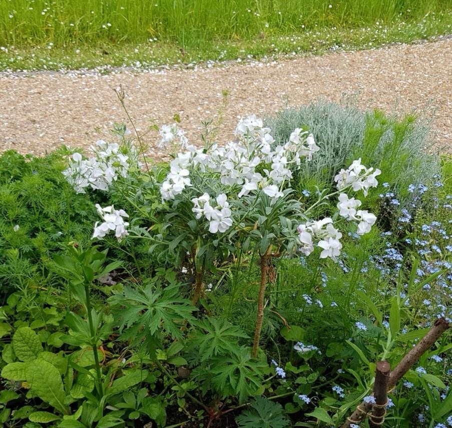 Vicky and Simon F. garden — photograph 2