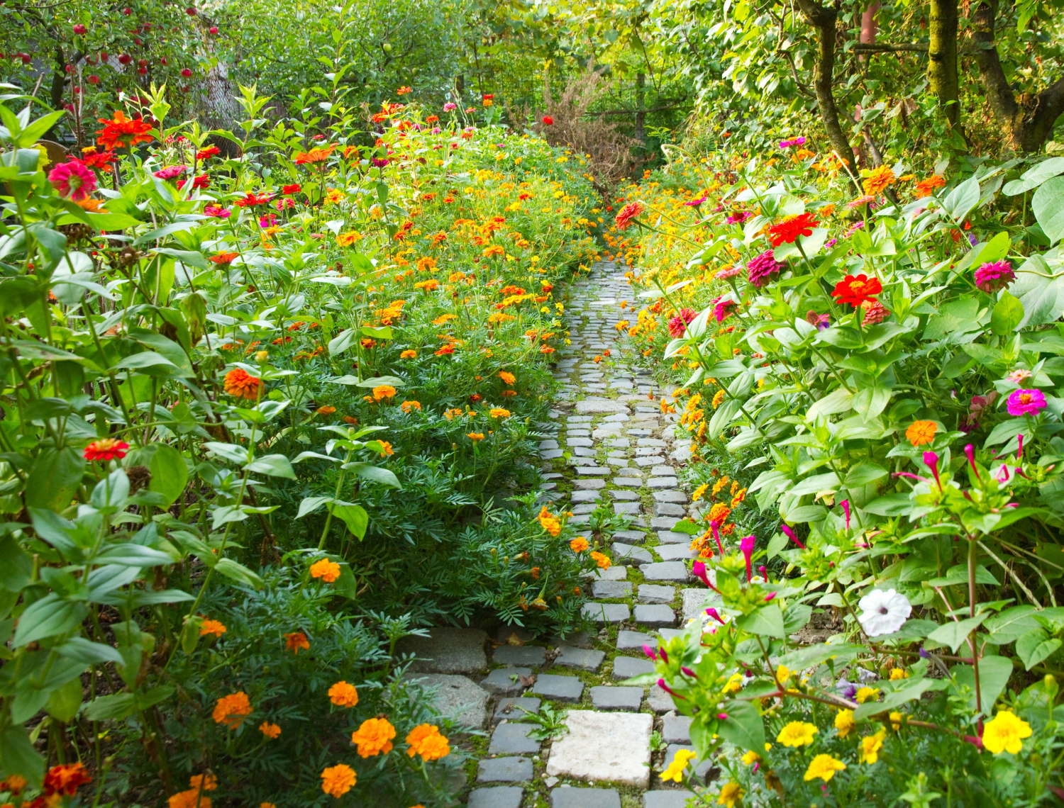 A winding garden path surrounded by colourful flowers and lush planting