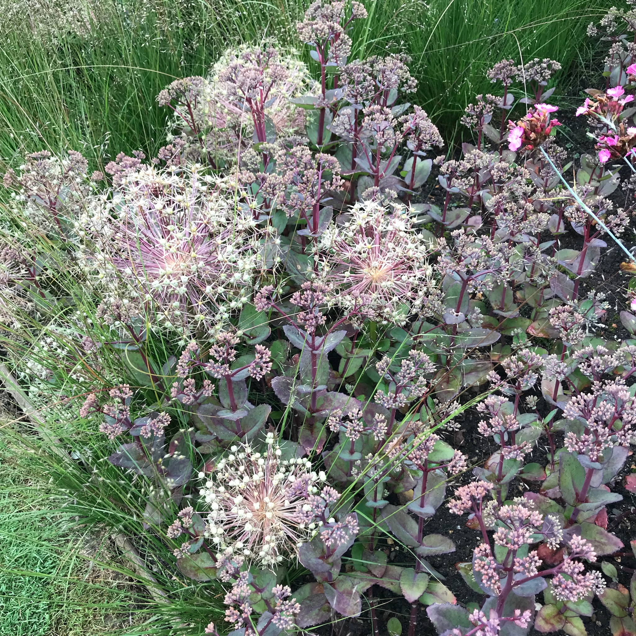 A colourful planted border